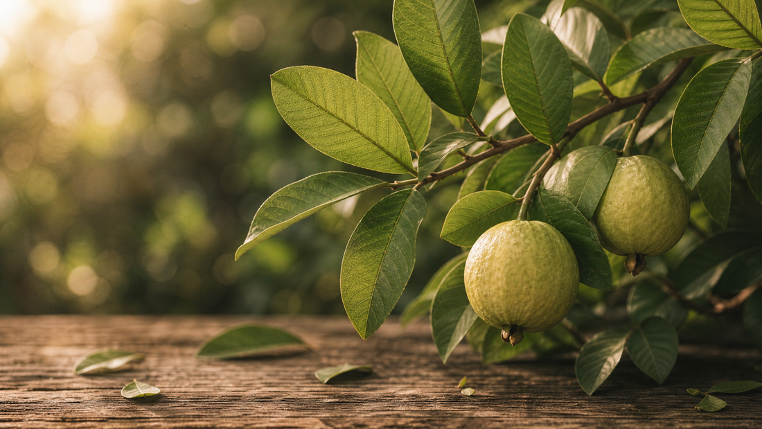 Guava Leaf Tea: From Backyard Tree to Teacup