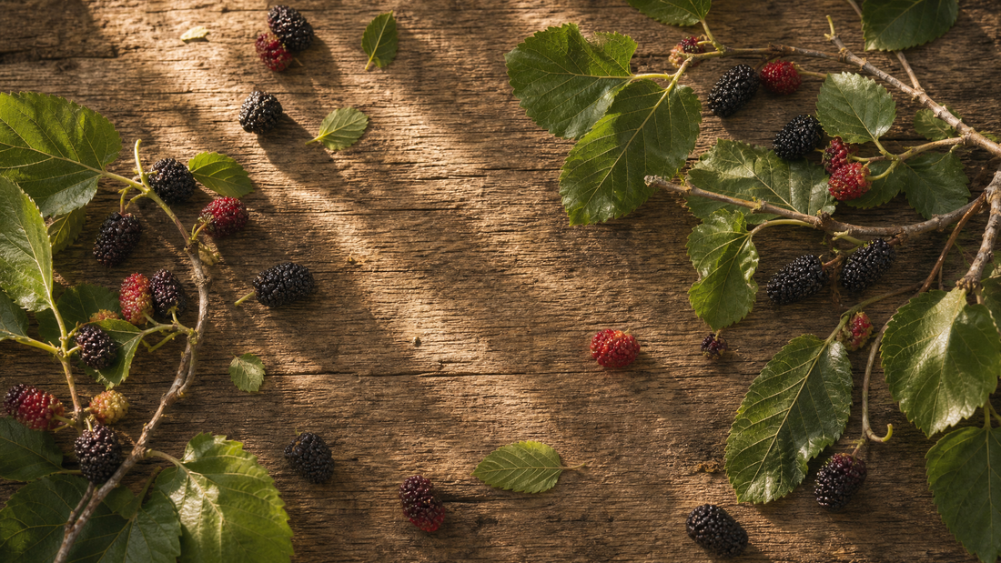 Mulberry Leaf Tea: The Ancient Leaf Behind the Silk Road