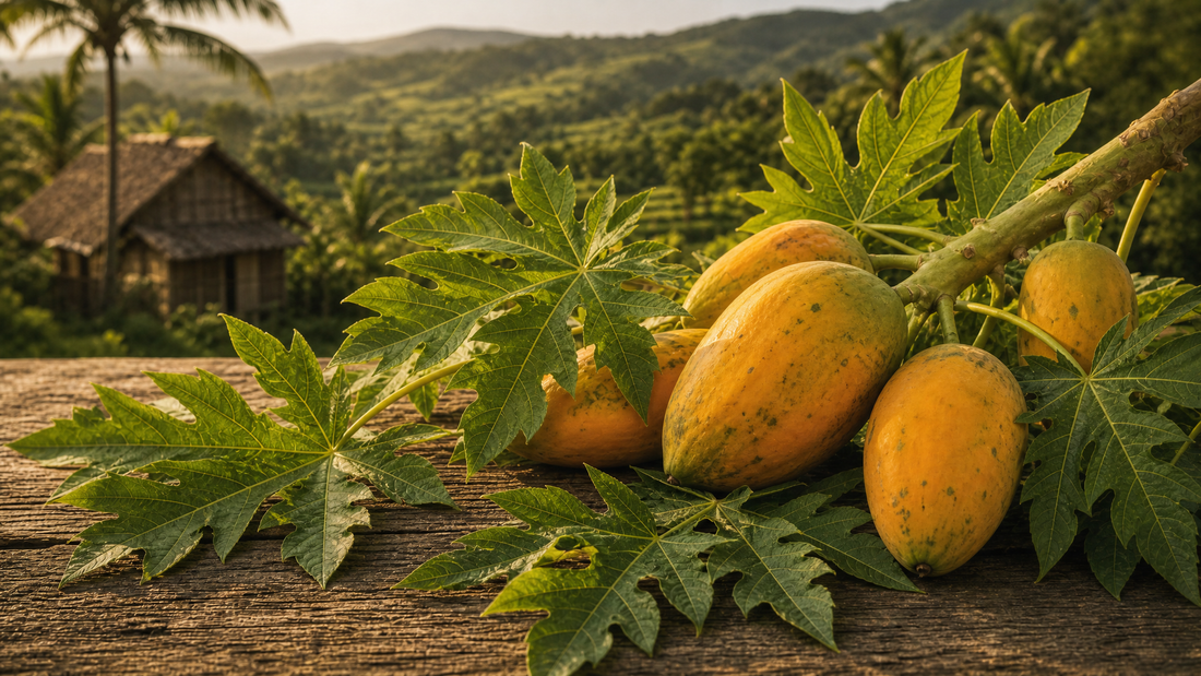 Papaya Leaf Tea: The Bold, Bitter Leaf of the Tropics